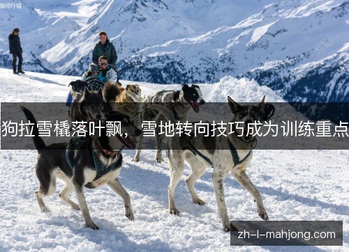 狗拉雪橇落叶飘,雪地转向技巧成为训练重点 狗拉雪橇落叶飘,雪地转向技巧成为训练重点